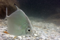 Juvenile Permit at the mouth of Tampa Bay, Florida. by Anthony Chacour 